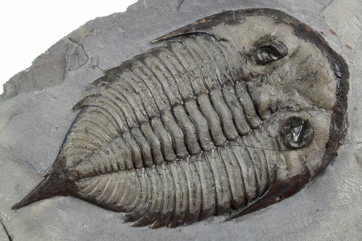 Dalmanites Trilobite Fossil - New York #357123